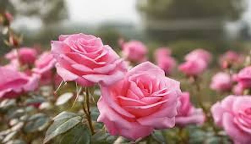 تصویر 3 از گلاب کاشان دو آتیشه با رایحه اصیل و غلظت ویژه